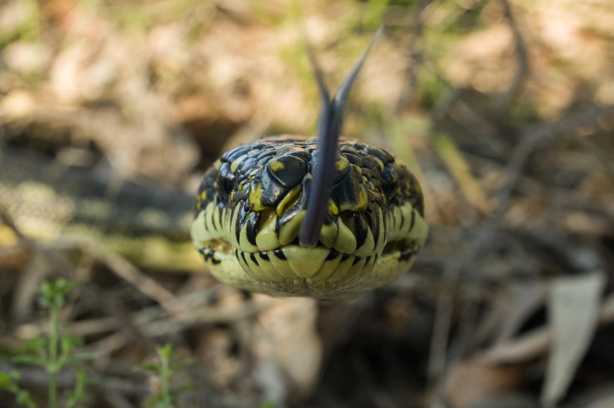 DavidWMNelson's tweet photo. This Diamond/Carpet python was very interested in my lens... #WildOz http://t.co/3rYFjIAcTE