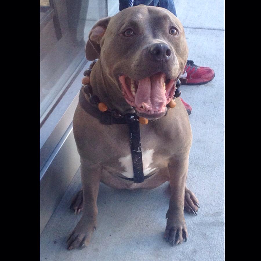 ApolloThePit's tweet image. I got sumthing to say! #pitbulls #dogs #doglife #adorable #bluenose #pits #doglover #cutedog #woof #dogsoftwitter