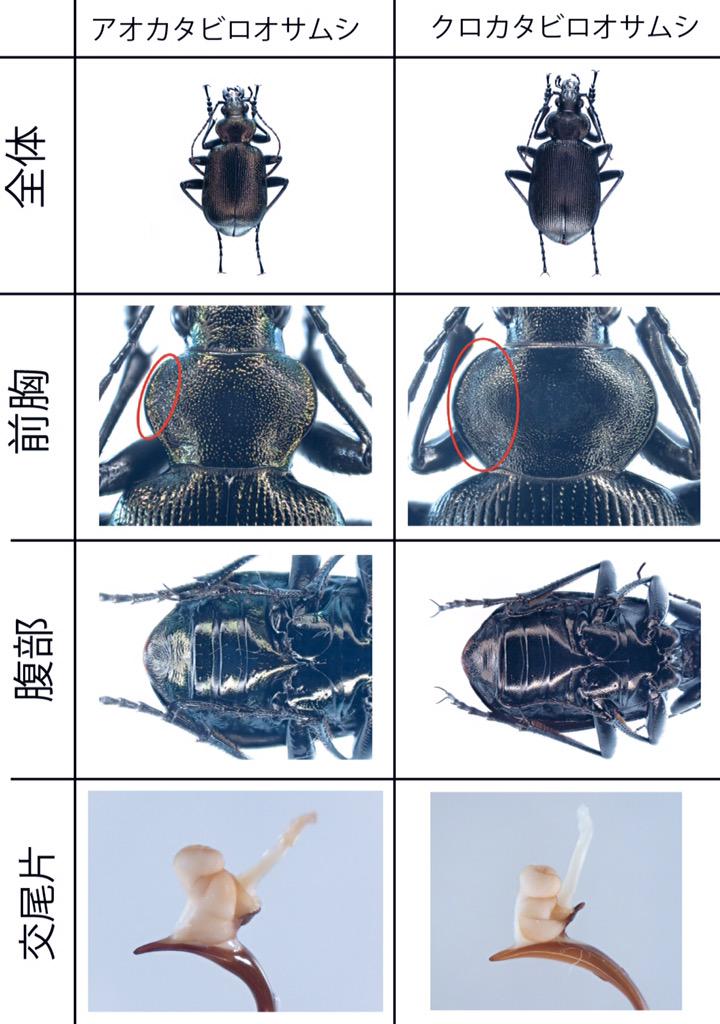 柳澤 静磨 Shizuma Yanagisawa アオカタビロオサムシcalosoma Inquisitor Cyanescens新潟県とクロカタビロオサムシcalosoma Maximowiczi新潟県 オサを始めて一年のときは判別できなかったが 結構違うとわかるようになった Http T Co Ybfurgpjje Twitter