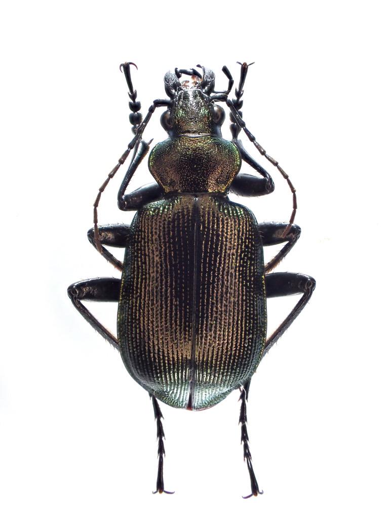 柳澤 静磨 Shizuma Yanagisawa アオカタビロオサムシcalosoma Inquisitor Cyanescens新潟県とクロカタビロオサムシcalosoma Maximowiczi新潟県 オサを始めて一年のときは判別できなかったが 結構違うとわかるようになった Http T Co Ybfurgpjje Twitter