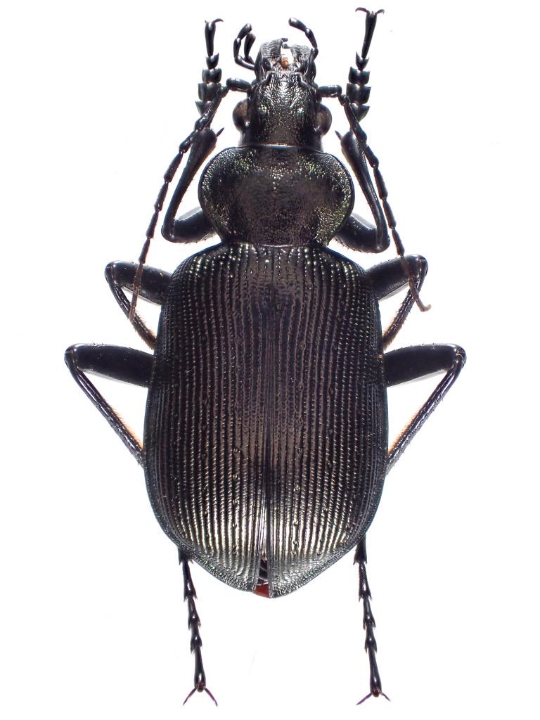 柳澤 静磨 Shizuma Yanagisawa アオカタビロオサムシcalosoma Inquisitor Cyanescens新潟県とクロカタビロオサムシcalosoma Maximowiczi新潟県 オサを始めて一年のときは判別できなかったが 結構違うとわかるようになった Http T Co Ybfurgpjje Twitter