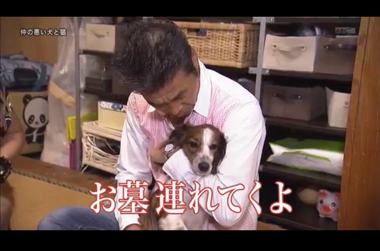 最も選択された 探偵 ナイトスクープ 犬