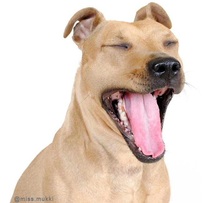 missmukki's tweet photo. #lazydog #LazySunday #dogiestyle #dogsoftwitter http://t.co/eNOODDvq08