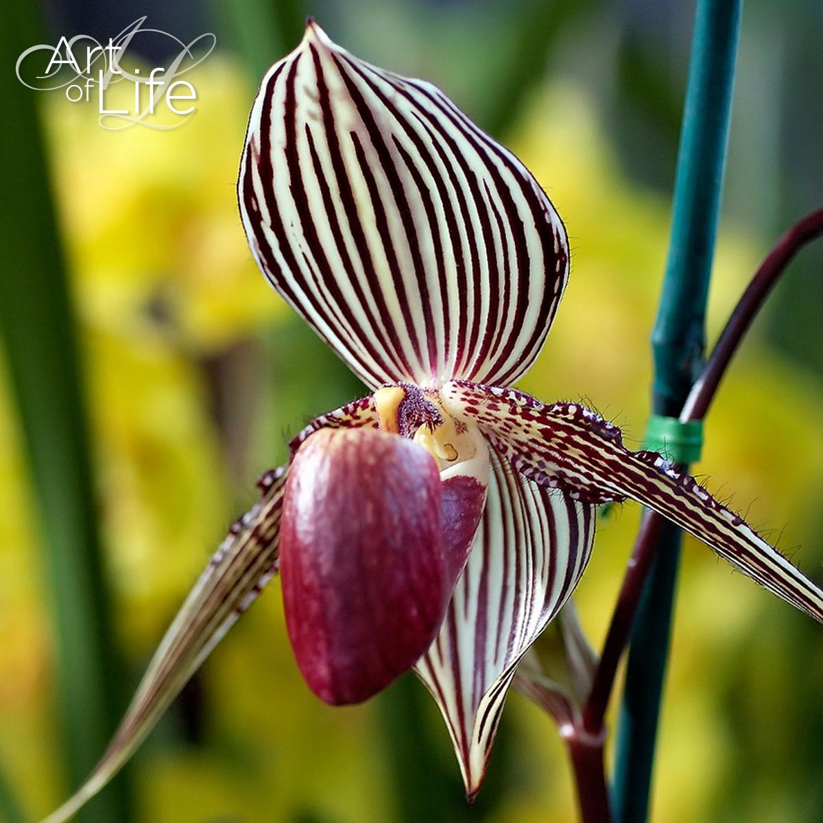 Золото кинабалу. Орхидея Ротшильда Paphiopedilum. Пафиопедилум Венерин башмачок Орхидея. Цветок Пафиопедилум Ротшильда. Башмачок Ротшильда Орхидея.