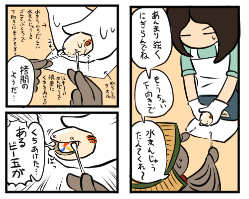 ウーパールーパーの水槽にビー玉入れたらエライことになったというお話 再現漫画 Togetter