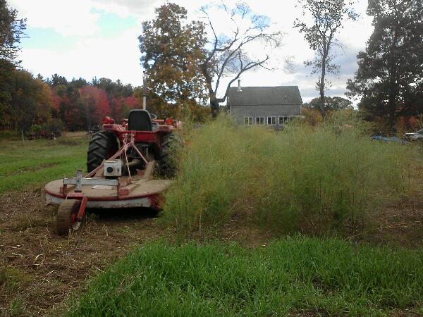 Mowing the asparagus and rhubarb prior to mulching fr the winter.

See you next spring.

Bryon