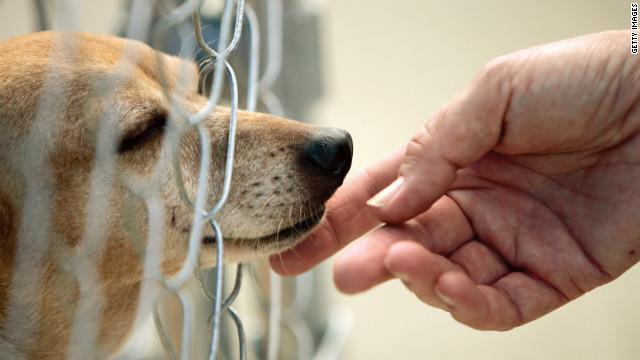 PartidoPACMA's tweet photo. RT si tienes o has tenido un animal adoptado. FAV si piensas en #Adoptar  #NoCompresAdopta http://t.co/29OeXwo3kq