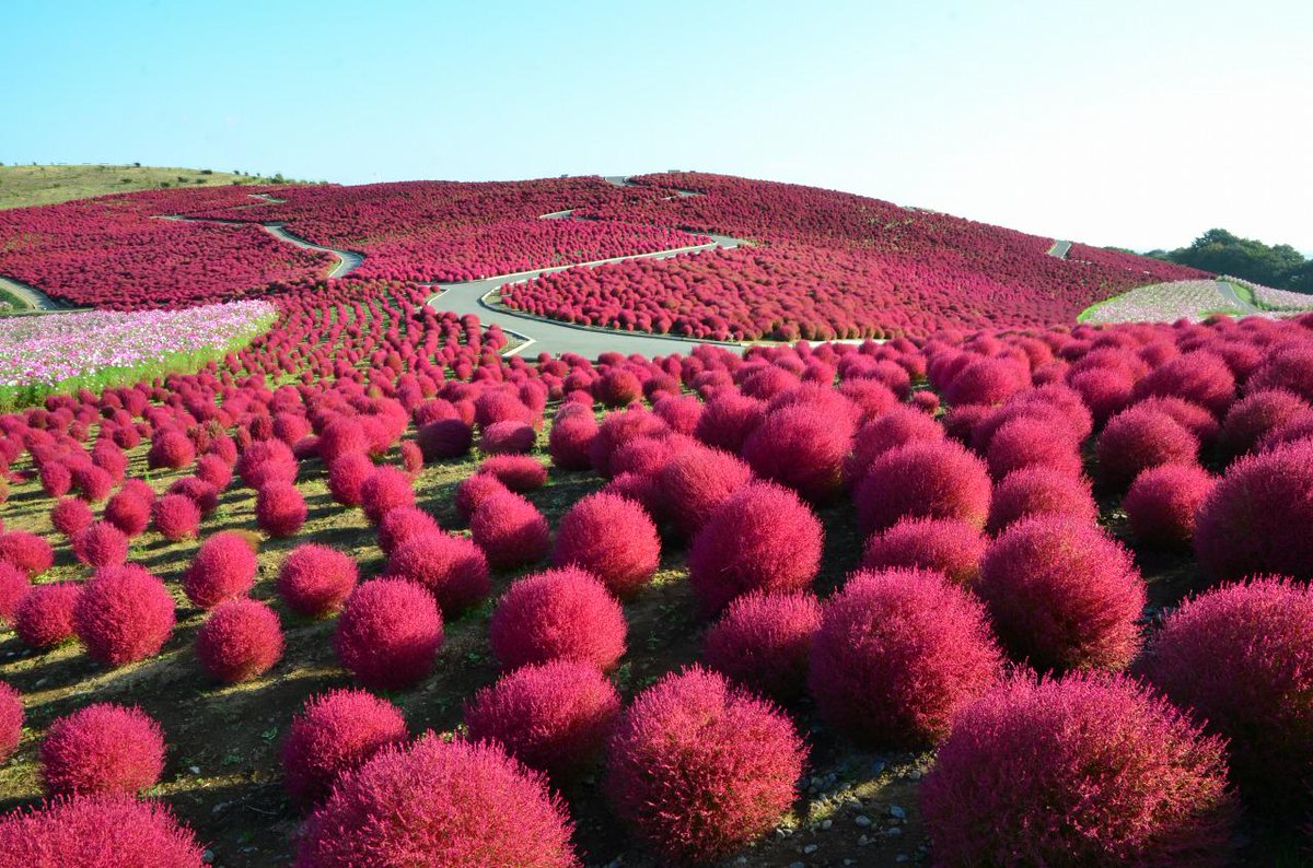 国営ひたち海浜公園 公式 本日の写真です コキアカーニバル最終日の今日 とても大勢のお客様が訪れました コキア紅葉の見ごろはもう少し続きそうです Http T Co Rywqztyxpg 国営ひたち海浜公園 公式 本日の写真です コキアカーニバル最終日の今日 とても大勢のお客様が訪れました コキア紅葉の見ごろはもう少し続きそうです Http T Co Rywqztyxpg