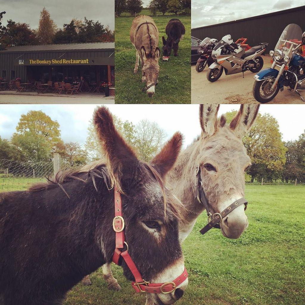 sineadcochrane's tweet photo. Fab spot for food! Such a great find, and OMG donkeys! #donkey #donkeyshed #meath #rathoat… http://t.co/CaFgxlFPCl http://t.co/gUP6iaMODZ
