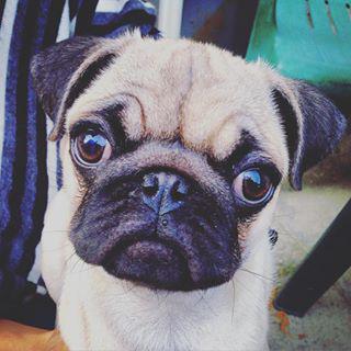 Joy_PhotoCam's tweet photo. #youngCesar #pug #pugsofinstagram #pugpuppy #cutestbabyever 👑❤️👑 http://t.co/UhXR2Cu0XT http://t.co/479v090aGI