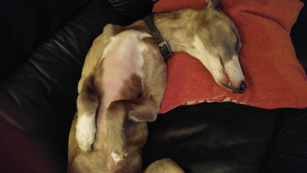 traceyk9's tweet image. @CCLynneOwens No dog rule here . Hmmm somehow it doesn&apos;t work. #WhippetsRule 🐶