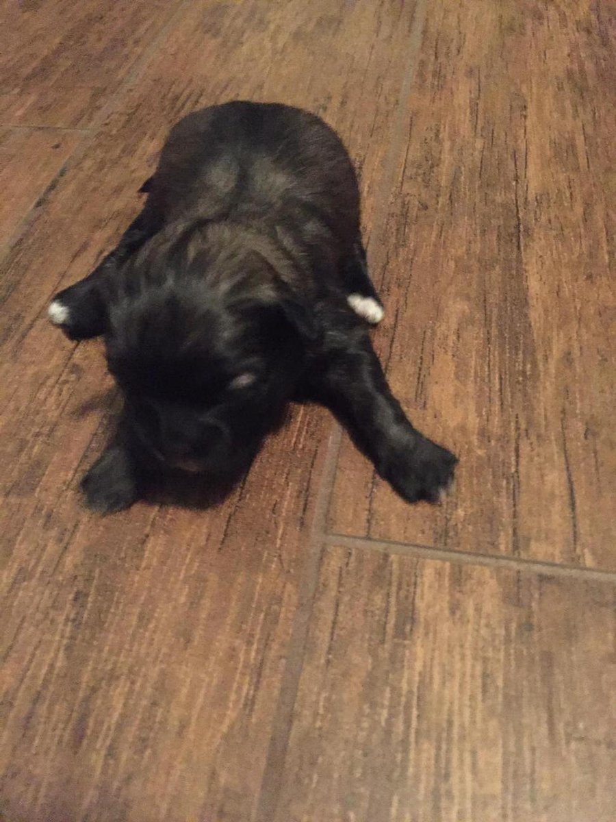 TeddyBearDogs's tweet photo. Audrey is adopted in Pittsburgh. Her new name is Josie http://t.co/Rf0k3fXOU3