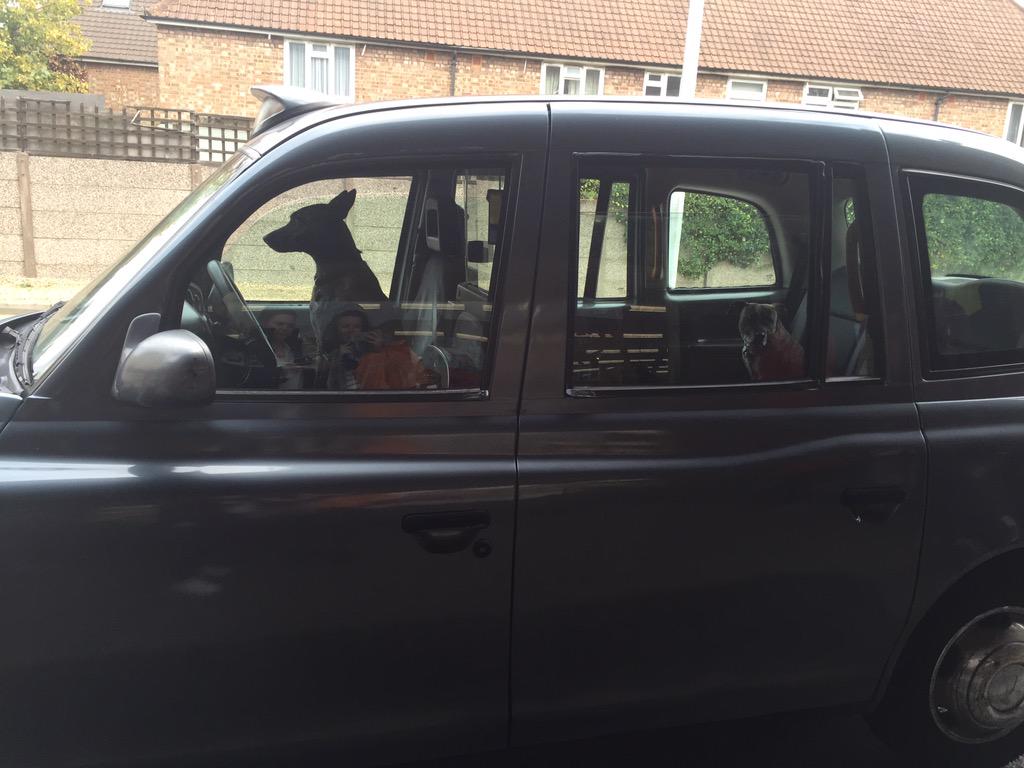 Ray_Sanders's tweet photo. Where to, sir? #biglols #dogs @natpavey http://t.co/w4ggLpy0Hv