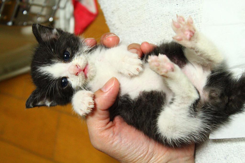 飼い主さんのツイート