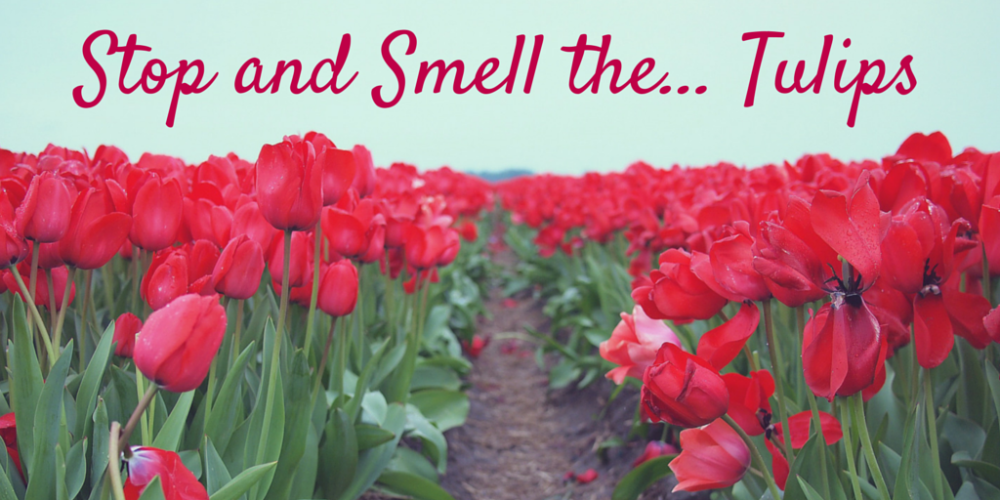 TammyBjelland's tweet image. Take time to stop and smell the... Tulips! #balance #languagepros #businessoflanguage tammybjelland.com/stop-and-smell…