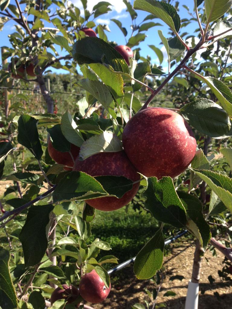 5StarLeadership's tweet photo. It's a Beautiful, crisp autumn day in Pennsylvania. Nice day for Apple picking @GrimsOrchard. http://t.co/7TNnFWLsPO