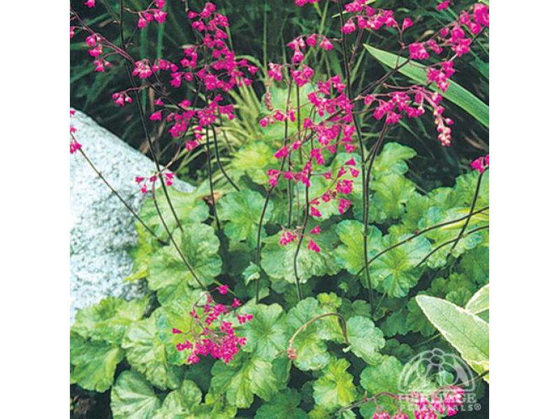 ViaPropertyWC's tweet image. 'From the Ground Up' Classes Will Turn Black Thumbs Green In Walnut Creek - Thru November. Re… bit.ly/1NQDP8R