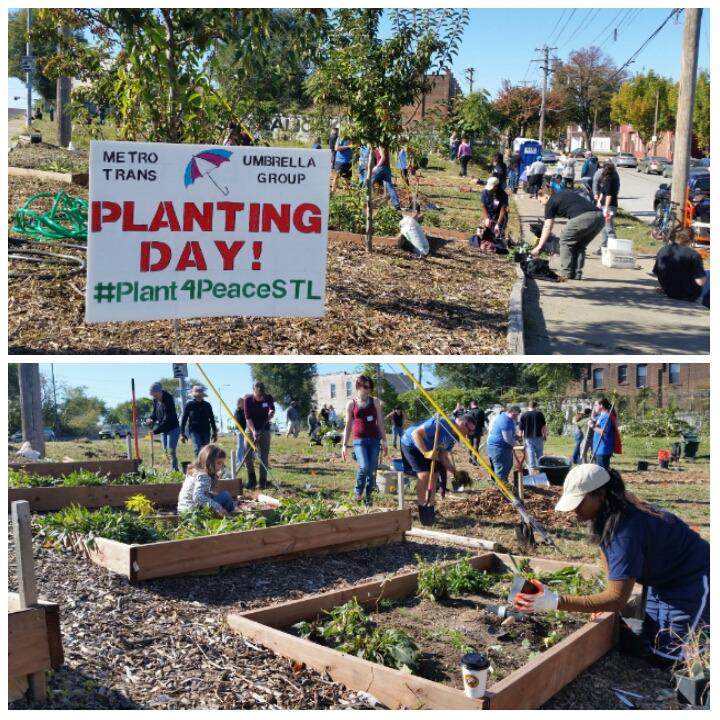 STLMetroTrans's tweet image. Planting Day is here and thriving! Join our community for #plant4peacestl #TRANSGARDENUSA goo.gl/BZ5BrL
