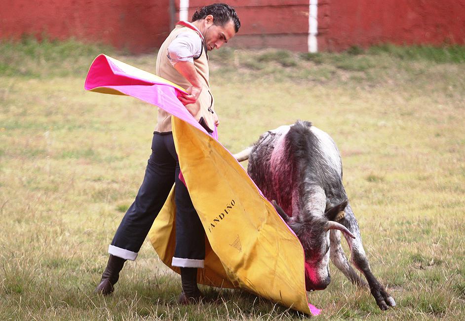 GRanchoSeco's tweet photo. @prensa_ifandino hermosa media a una Vaca encaste Santa Coloma en #RanchoSeco http://t.co/SfAyPezzQO