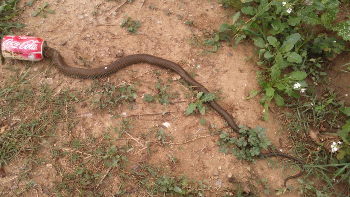 A la bústia de la méteo a vegades ens arriben fotos molt tristes,com aquesta... / Cristobal Prados, La Bisbal d'E
