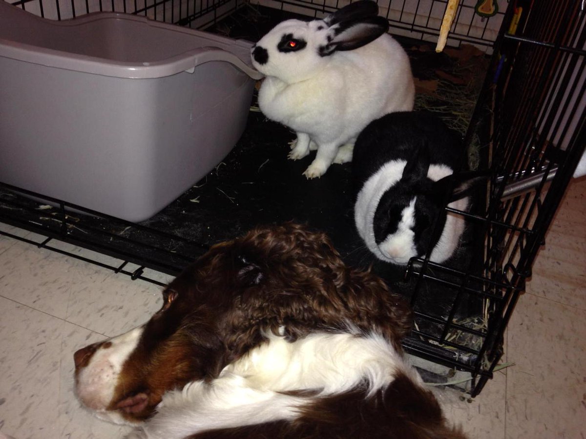 FitDogBlog's tweet image. Sometimes the dog and the rabbits hang out together.
