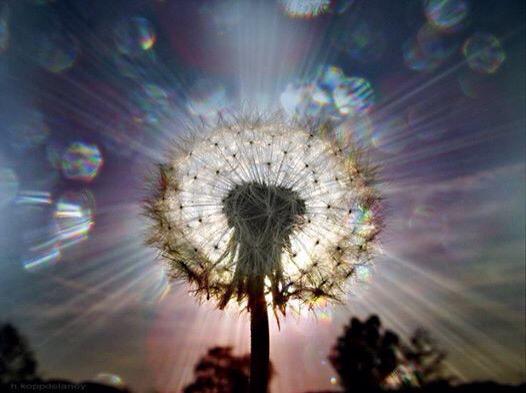 msotterbarks's tweet photo. Poems launched into
space. Images of beauty 
Are given freedom.

#haiku http://t.co/Q3azOIHsa5