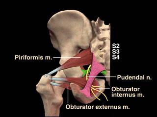LTDTTL_F15's tweet photo. Do you know how to find the pudendal nerve on the cadavar? http://t.co/k7oeYfjhUg