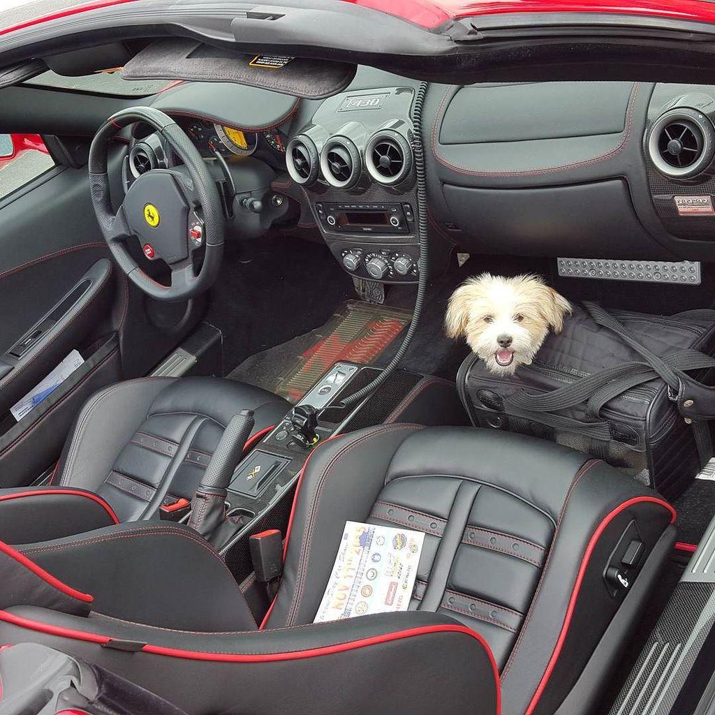 OnlyFerrariPics's tweet image. LET&apos;S GO! #olivetheshorkie #fchat #ferrarilife #f430 #forza by seayalater46