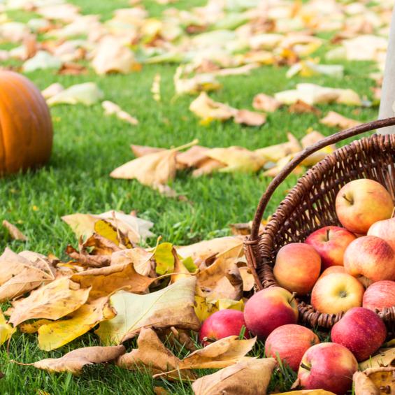 EHASolutions's tweet image. Which is your favorite autumn activity: pumpkin picking or apple picking?