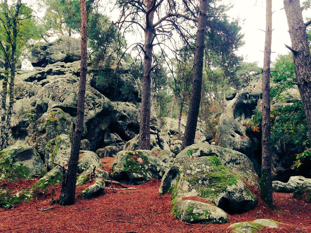 EYParis's tweet photo. La forêt de Fontainebleau, c'est vraiment fontainebeau ! #weenbanlieue http://t.co/6cJ7uYqNTu