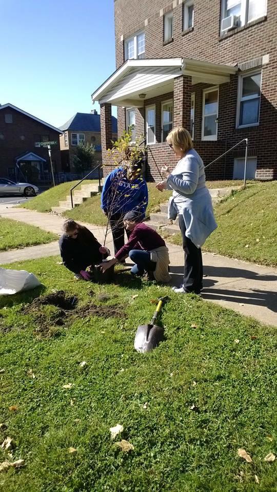 TowerGroveSouth's tweet image. 16 trees planted on 3600/3700 Bamberger and Hydraulic for #Plant4PeaceSTL today! Thanks to all the volunteers!