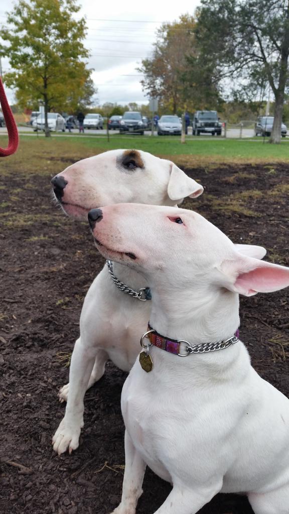 SanchezDoyle7's tweet photo. Sanchez &amp; Georgia #bullterriers #bullybreeds #inspiredbypets #dogpark #puppies #sunday #englishbullterrier http://t.co/rCM5dwQLHI