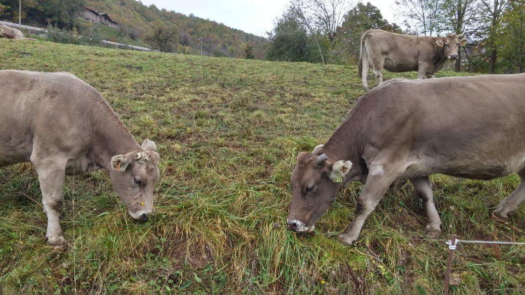 AchinchillaA's tweet image. La mejor manera de desconectar este domingo fue... #modooffline