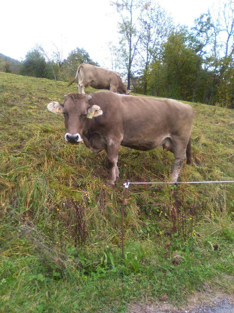 AchinchillaA's tweet image. La mejor manera de desconectar este domingo fue... #modooffline