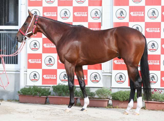 Twitter 上的 競馬ブック 今週の1枚 カラーphotoパドック 菊花賞に出走予定のリアルスティール 艶やかな張りのある馬体 堂々とした振る舞いにも好感触です とカメラマン Http T Co Bkooscx4fo Twitter Twitter 上的 競馬ブック 今週の1枚 カラーphotoパドック 菊花賞に出走予定のリアルスティール 艶やかな張りのある馬体 堂々とした振る舞いにも好感触です とカメラマン Http T Co Bkooscx4fo Twitter