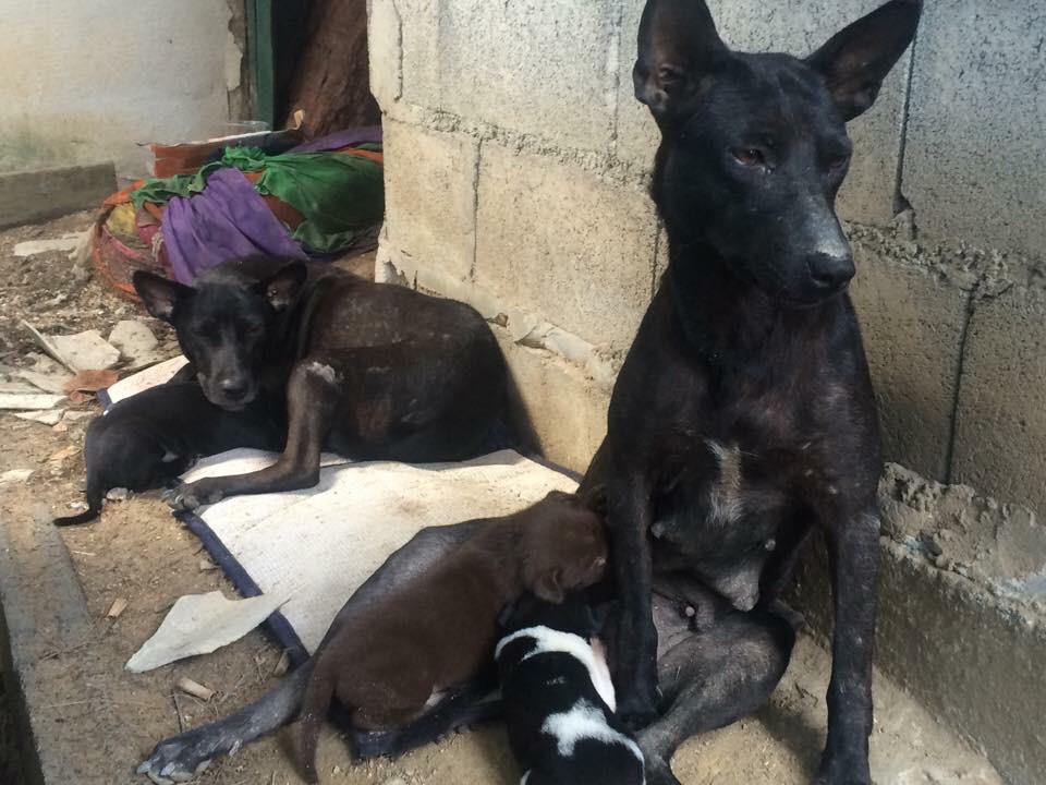 ozzytam76's tweet photo. @mavrocksgirl @Sia To me this pic says so much about these sweet dogs, #streetdogs #unspayed #morebabie Plse RT/help http://t.co/JDa7A0V7cy
