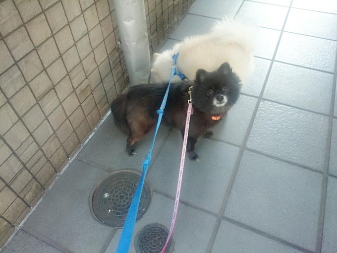 おはよう＼(^o^)／今日も暑い。 ワン子の散歩してる(*>&omega;<*) http://t.co/kcVx3orgT0
