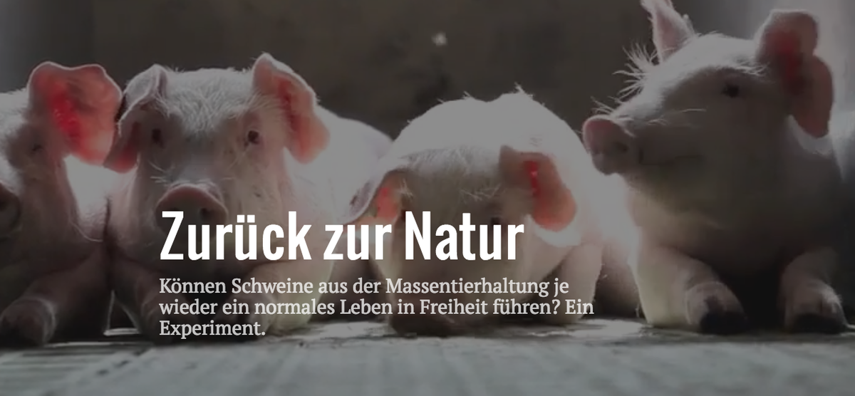 Können Schweine aus der Massentierhaltung je wieder ein normales Leben in Freiheit führen? sz.de/magazin/schwein 🐷