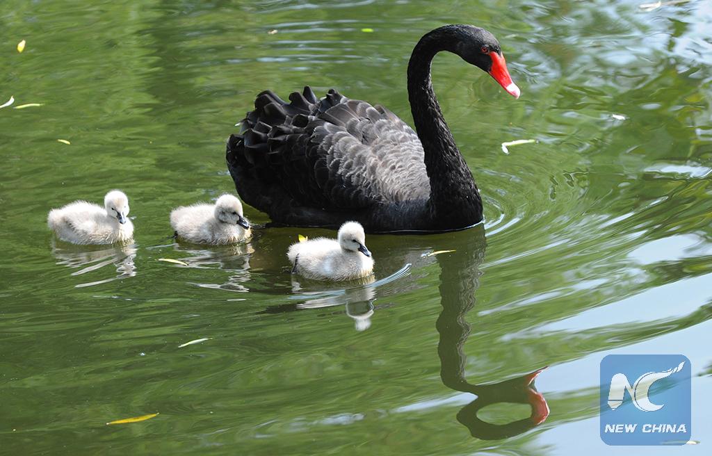 China Xinhua News V Twitter Guess What Color Baby Black Swan Is Yes They R Not Black Here Is A Sweet Family In China S Suzhou City Amazing Http T Co Xkoethspyz Twitter China Xinhua News V Twitter Guess What Color Baby Black Swan Is Yes They R Not Black Here Is A Sweet Family In China S Suzhou City Amazing Http T Co Xkoethspyz Twitter