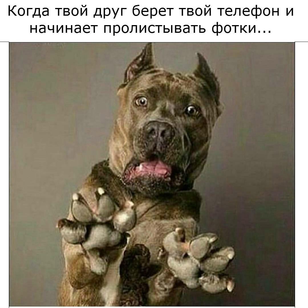 Кане Корсо Мем