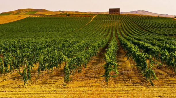 make_in_italy's tweet photo. Ixem, i sensori che proteggono il #vino dalle insidie (tipo gli insetti) http://t.co/Yo8ylhKCeu #food #tech http://t.co/Rsl4S4o4aS