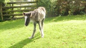 Meet Dilan! Another abandoned colt foal, too young to be fending for himself.  Now rescued and safe at the SWHP.