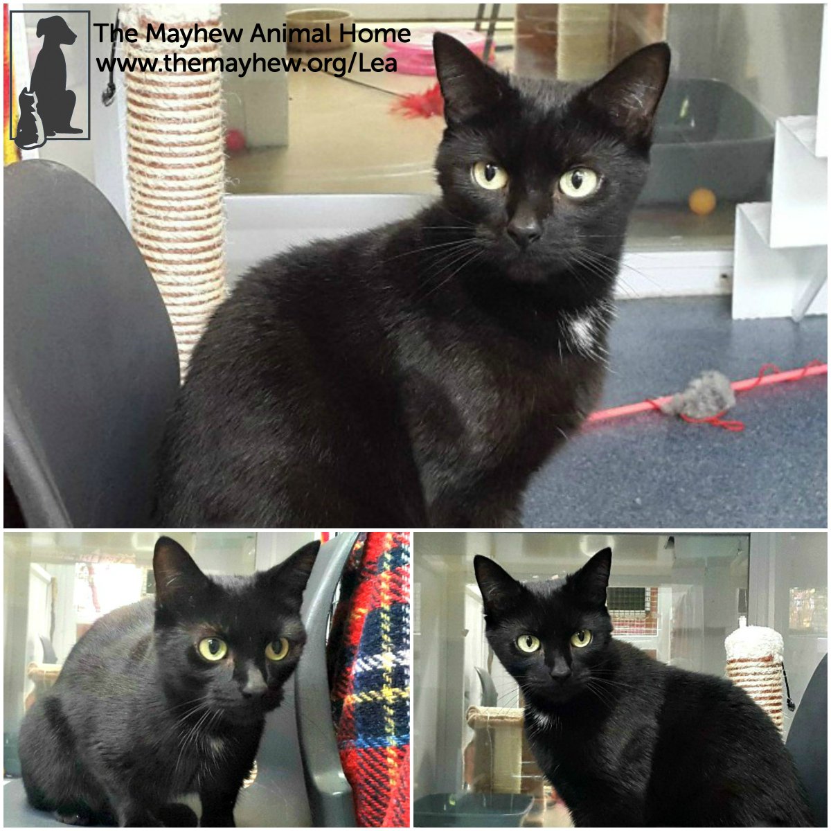 themayhew's tweet photo. Gentle soul Lea just wants a loving home to call her own with lots of cuddles https://t.co/hYLbZBQhVh #BlackCatDay https://t.co/3DZYrstnRZ