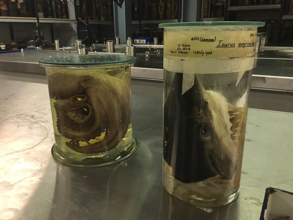 npch's tweet photo. Behind the scenes of the @NHM_London collections at the #softwarecredit workshop http://t.co/3fPs42zR8V