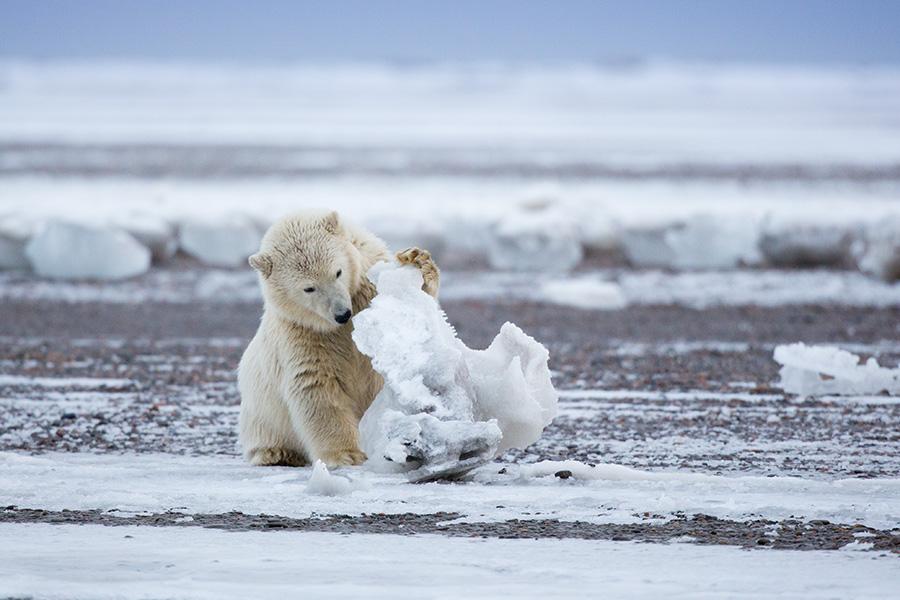 Polar bear cub playing with chunk of ice. Arctic National Wildlife Refuge, Alaska. #wildlife #photography