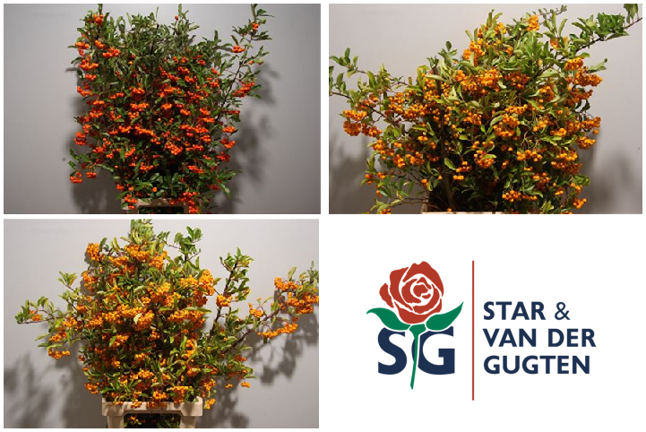 Net binnen; prachtige Pyracantha ! Kijk nu in onze webshop voorraad. #stagugten