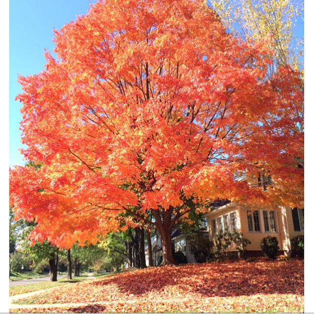 Perfect lunch time scenery with @alexasalina. #FirestonePark #Akron 🍂🍁