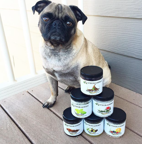 euphoraderm1's tweet photo. We don't test on animals but we got a pug approval! #etsy #bodyscrub #selfcare #beatyproduct #coffeescrub #business https://t.co/f815GvnZ5n