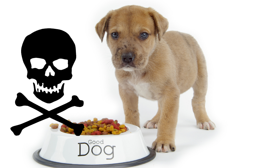StatesideC's tweet photo. Make Your Own #Dog Food and They’ll Live Longer #pets #dogfood https://t.co/2kRKTc3SOu https://t.co/buidv98Zup
