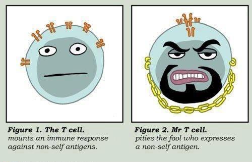 MIGSS_UBC's tweet photo. Hey everyone here's a comic for all you M&amp;I students! I prefer Mr. T cells myself! #MicrobiologyMondays https://t.co/jc5Tt4Mo8J